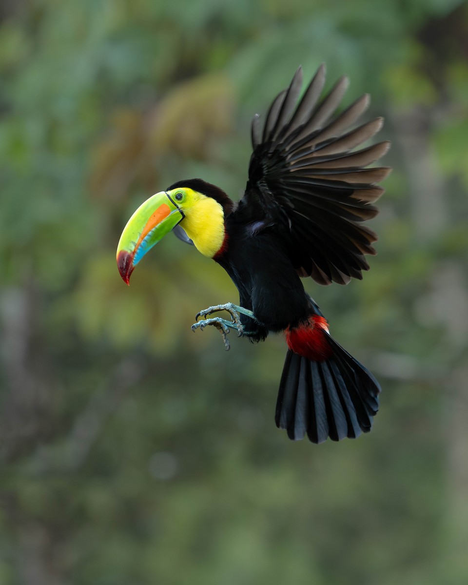 Keel-billed Toucan - ML631924585