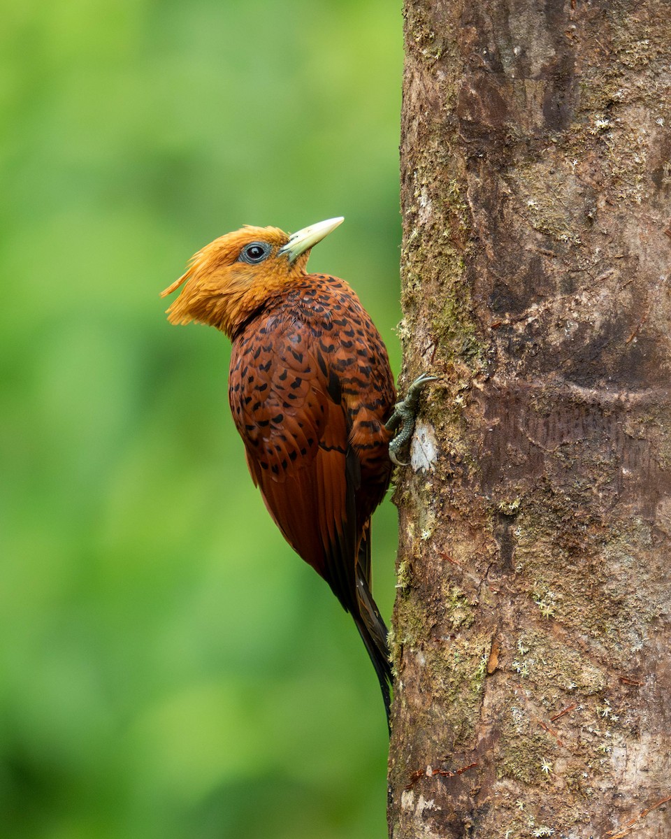 Chestnut-colored Woodpecker - ML631924610