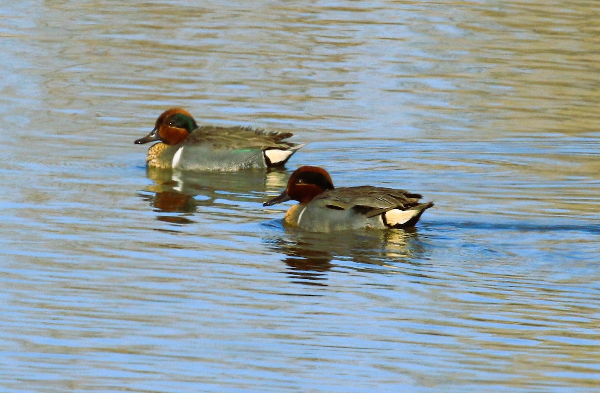 Ногоохон нугас - ML631924668