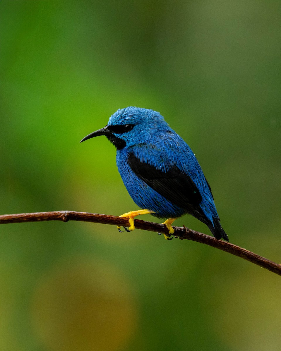 Shining Honeycreeper - ML631924675