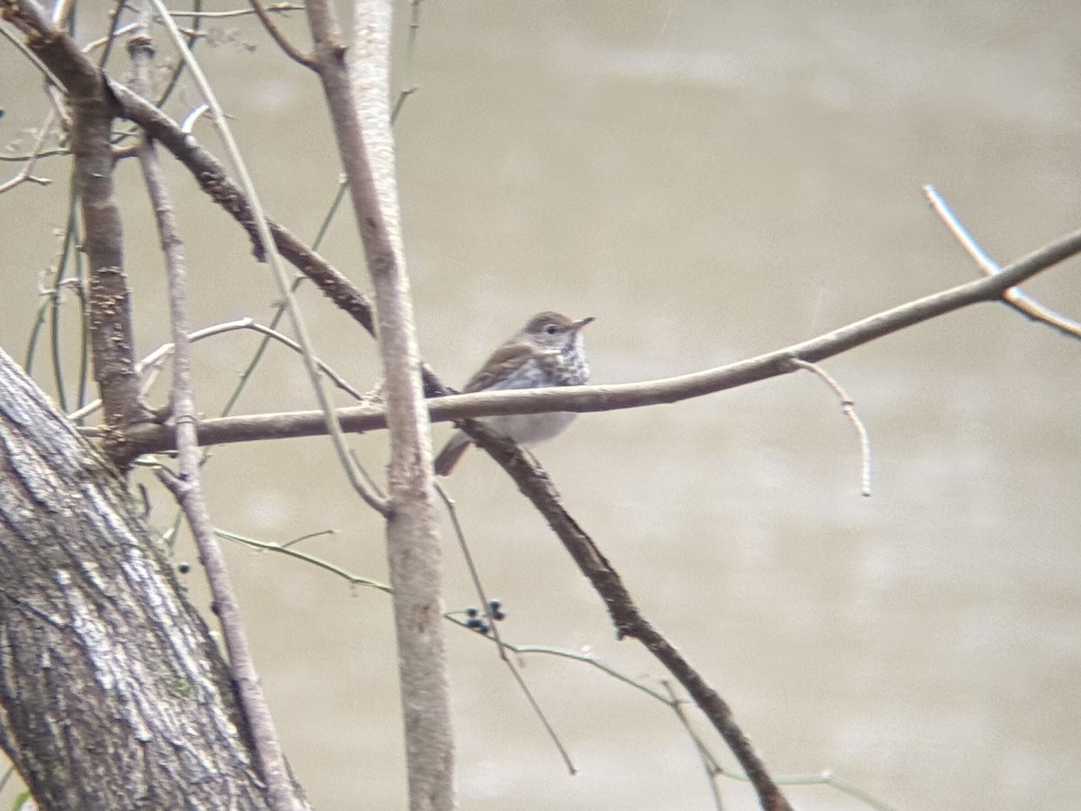 Hermit Thrush - ML631924709