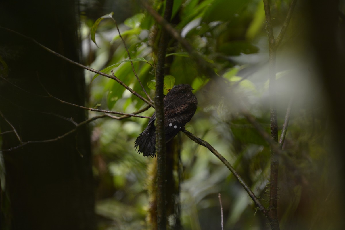 Choco Poorwill - ML631924935