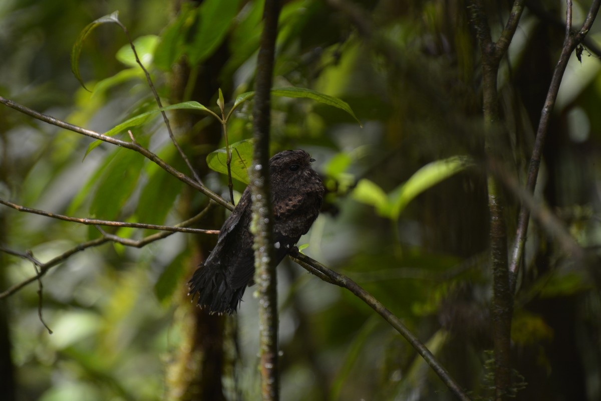 Choco Poorwill - ML631924936