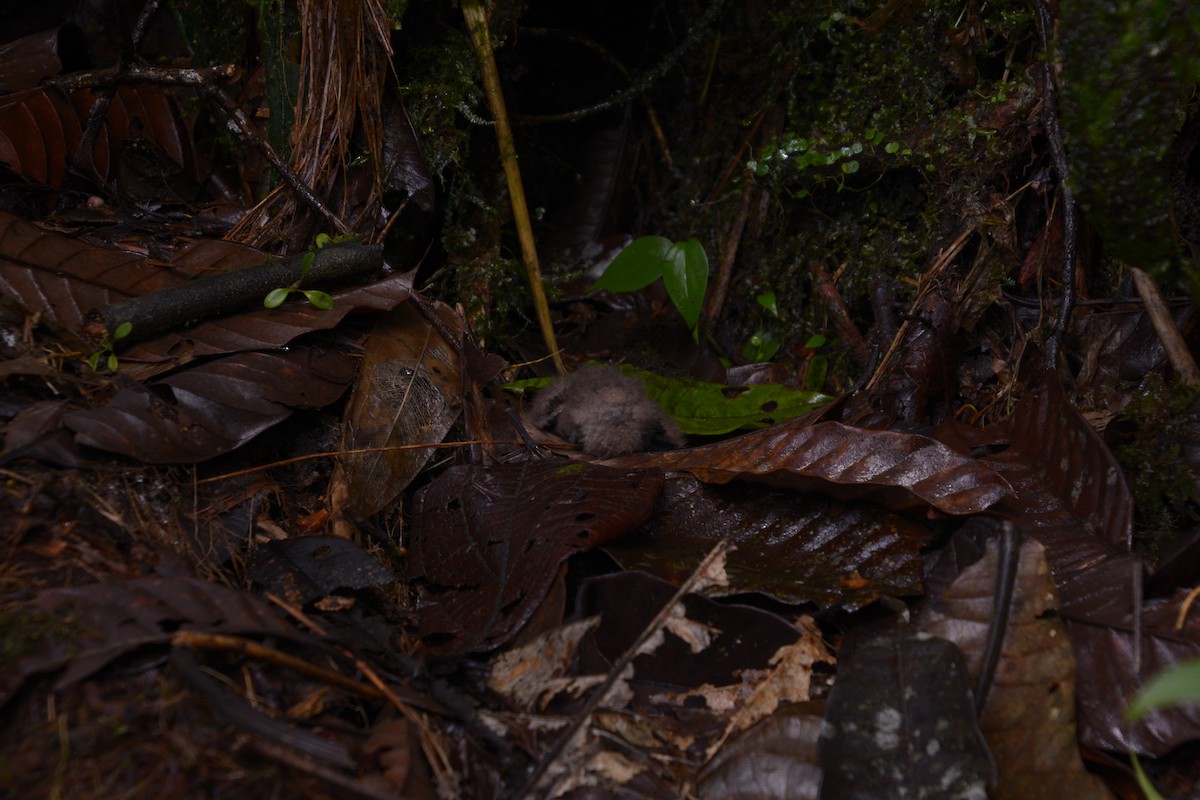 Choco Poorwill - ML631924937