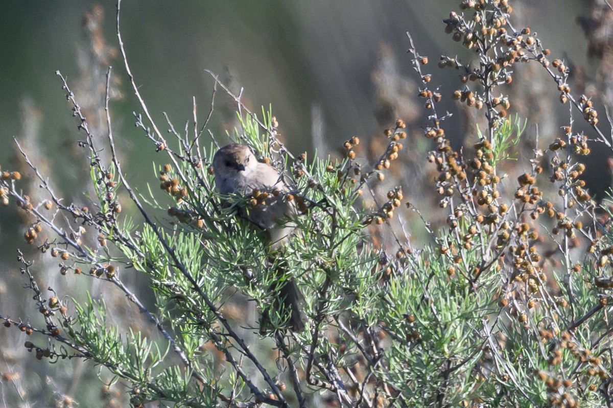 Bushtit - ML631924961