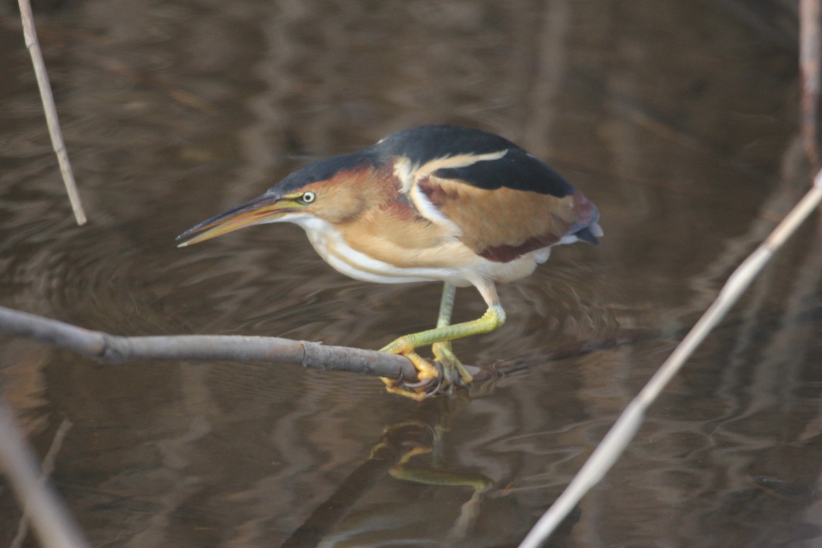 Least Bittern - ML631924974