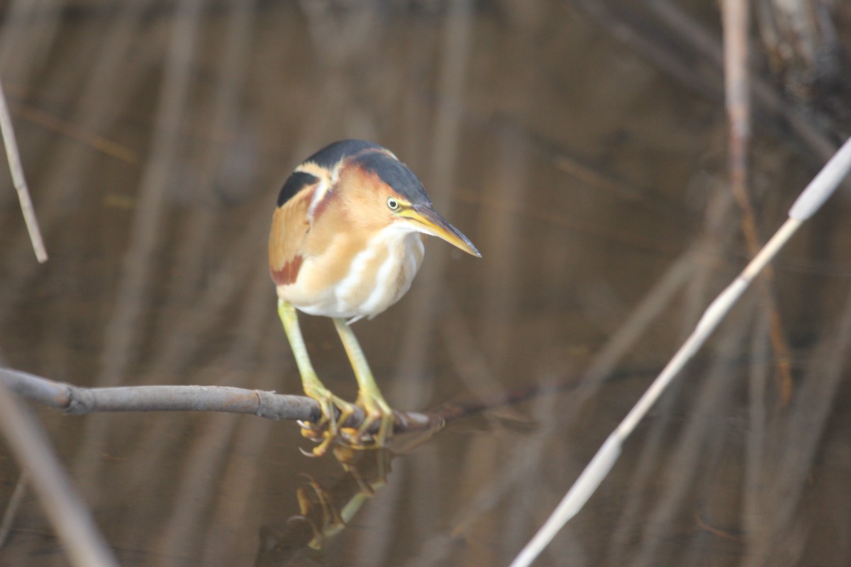Least Bittern - ML631925034