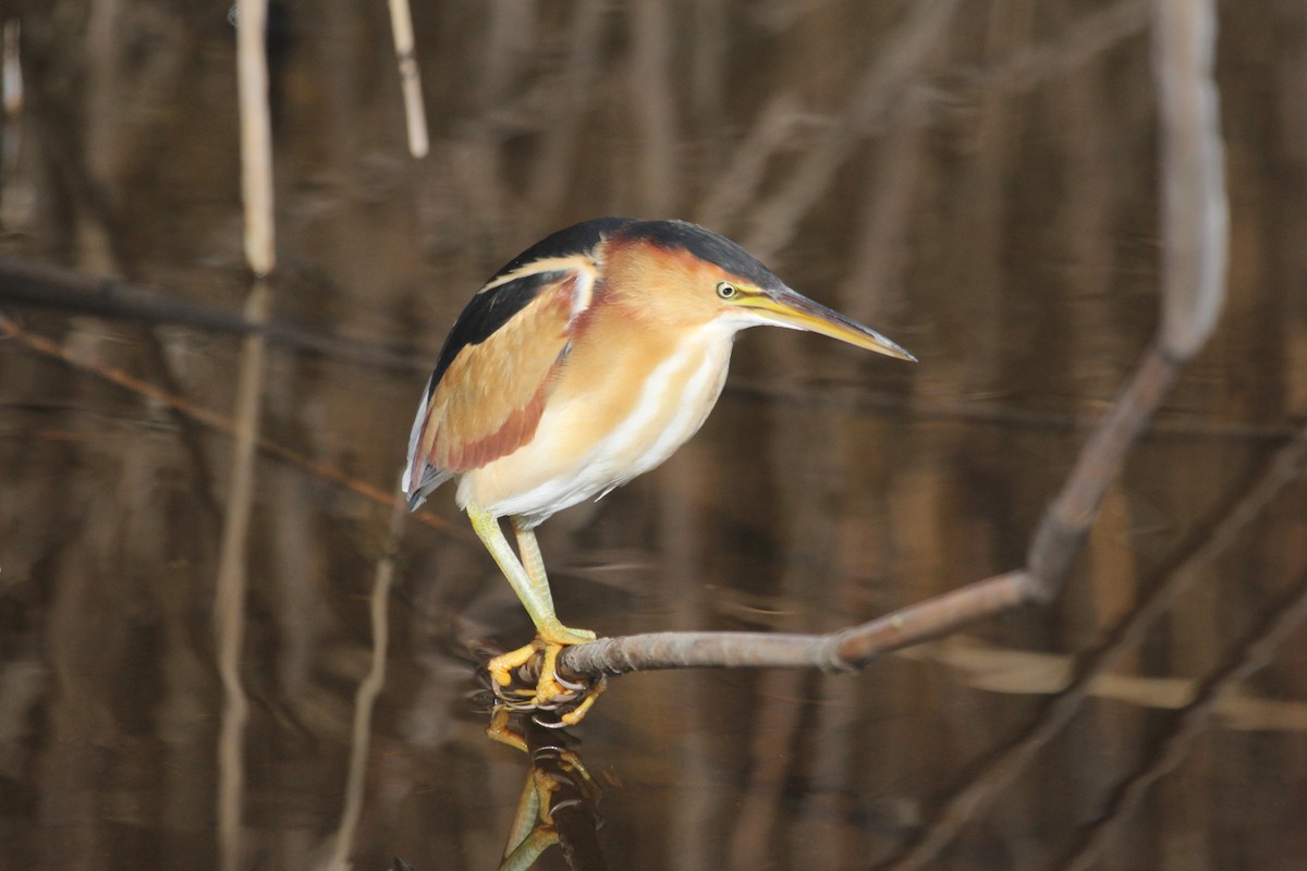 Least Bittern - ML631925059