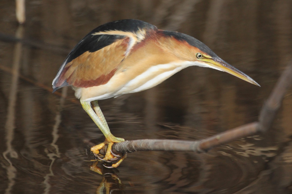 Least Bittern - ML631925082