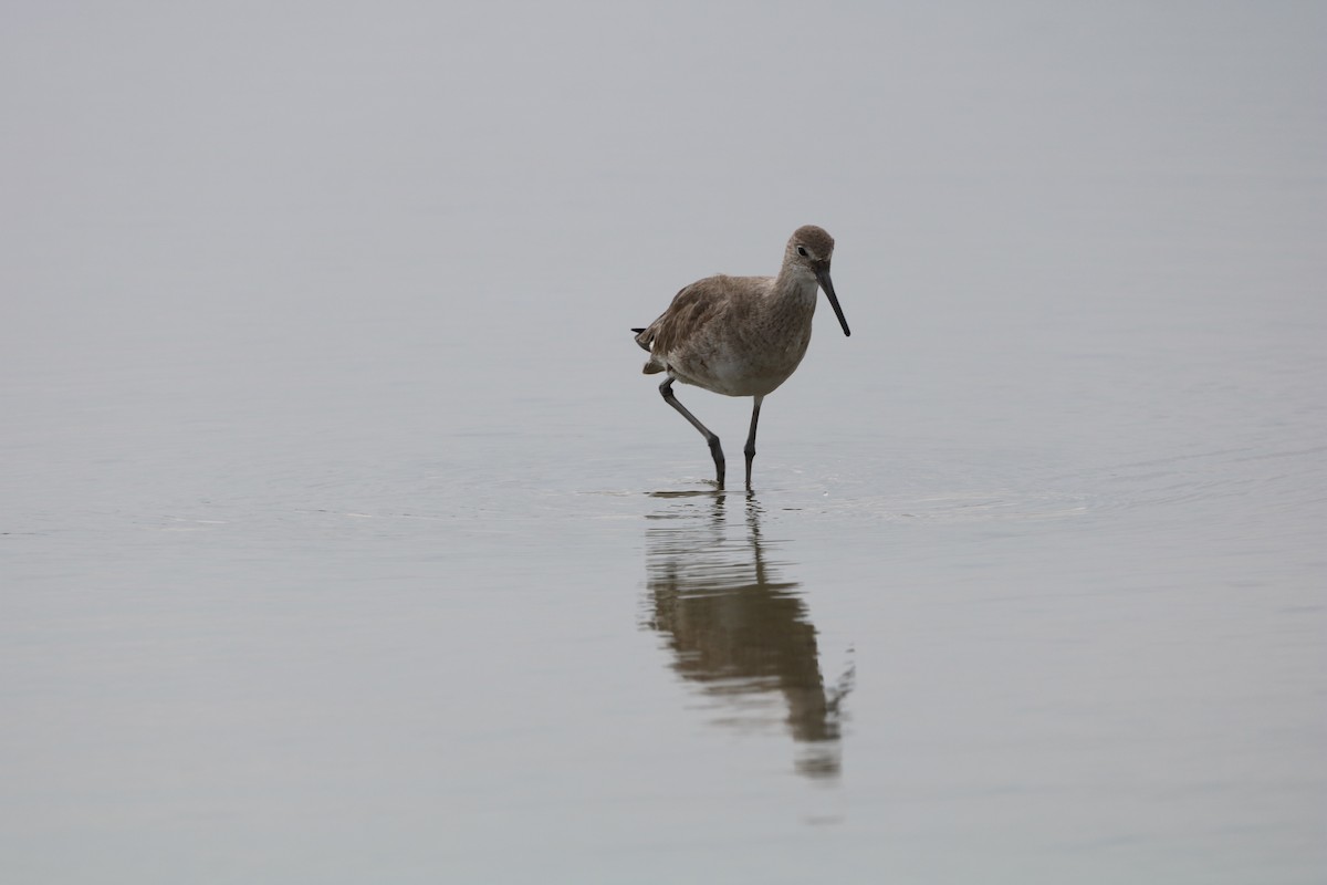 Willet - ML631925127
