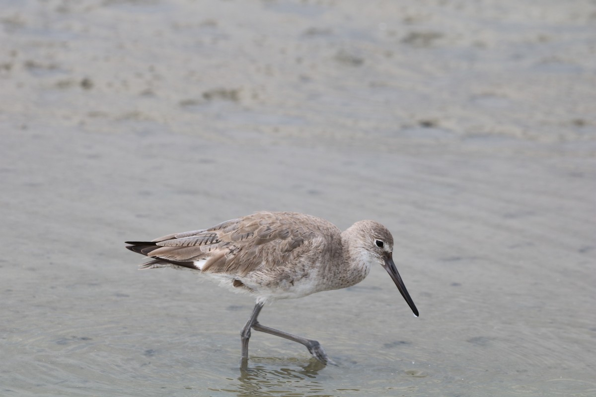 Willet - ML631925128