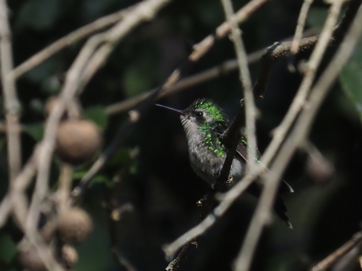 Golden-crowned Emerald - ML631925171
