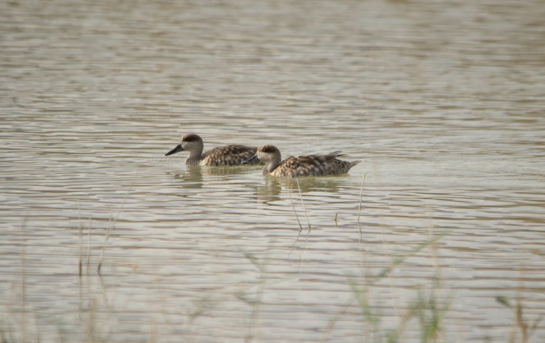 Marbled Duck - ML631925189