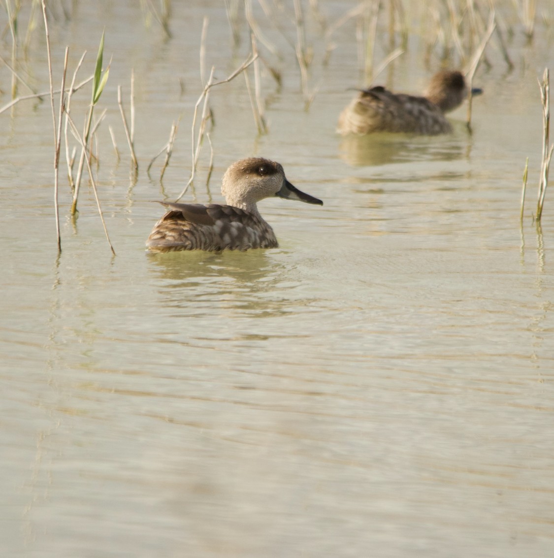 Marbled Duck - ML631925190