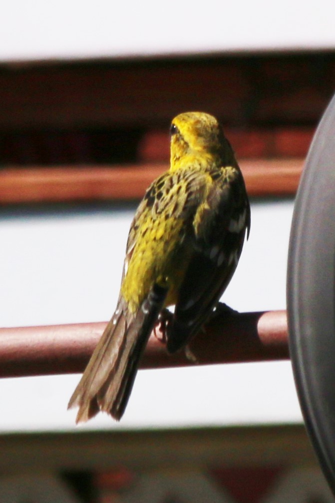 Yellow Grosbeak - ML631925208