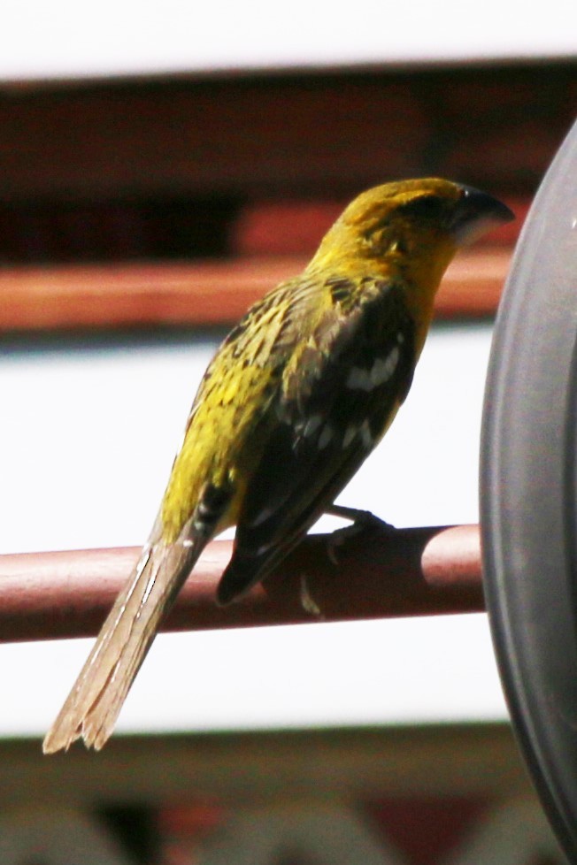 Yellow Grosbeak - ML631925234