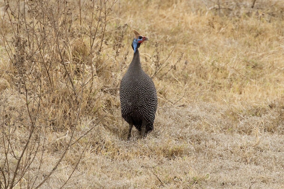 Helmeted Guineafowl - ML631925291