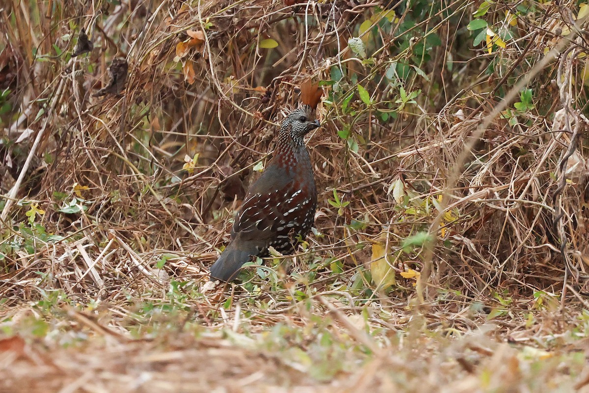 Elegant Quail - ML631925364