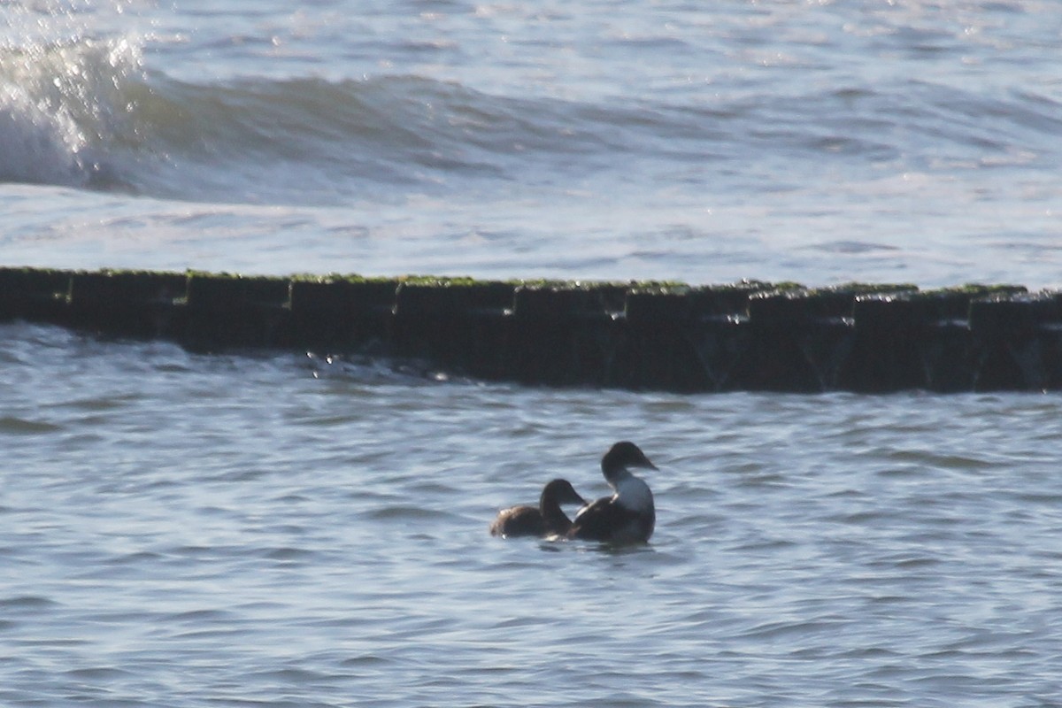 Common Eider - ML631925395