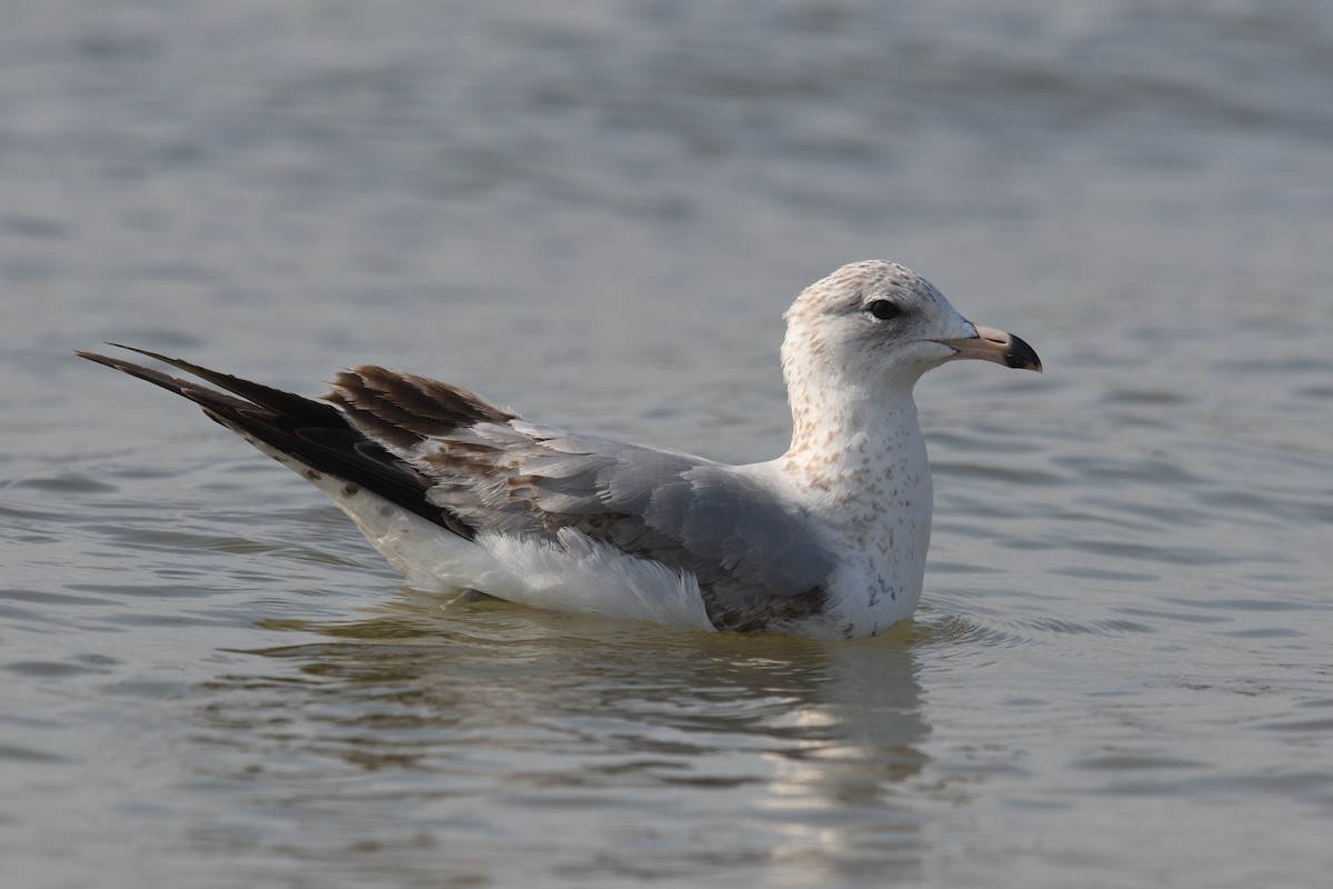 Ring-billed Gull - ML631925470