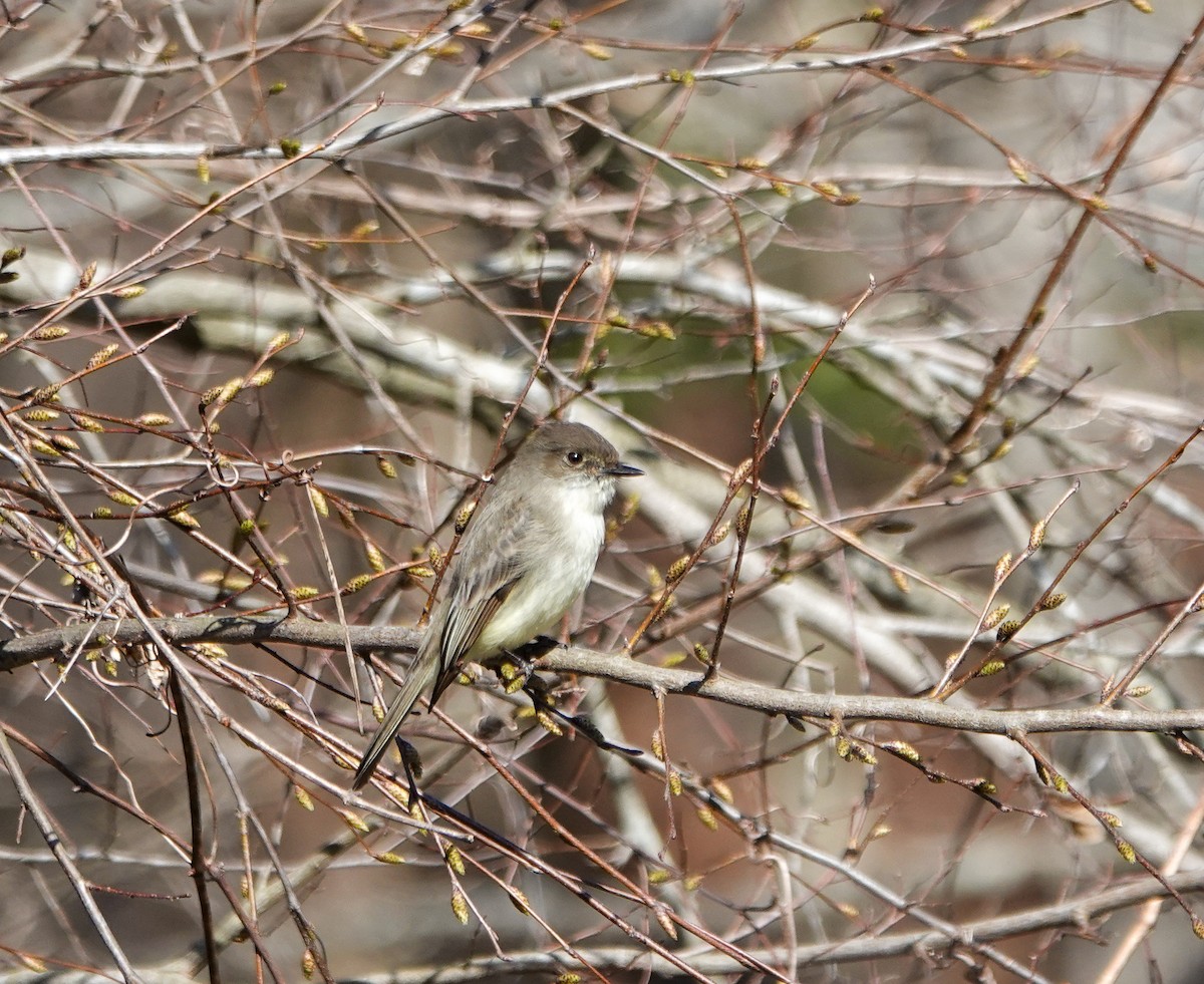 Eastern Phoebe - ML631925671