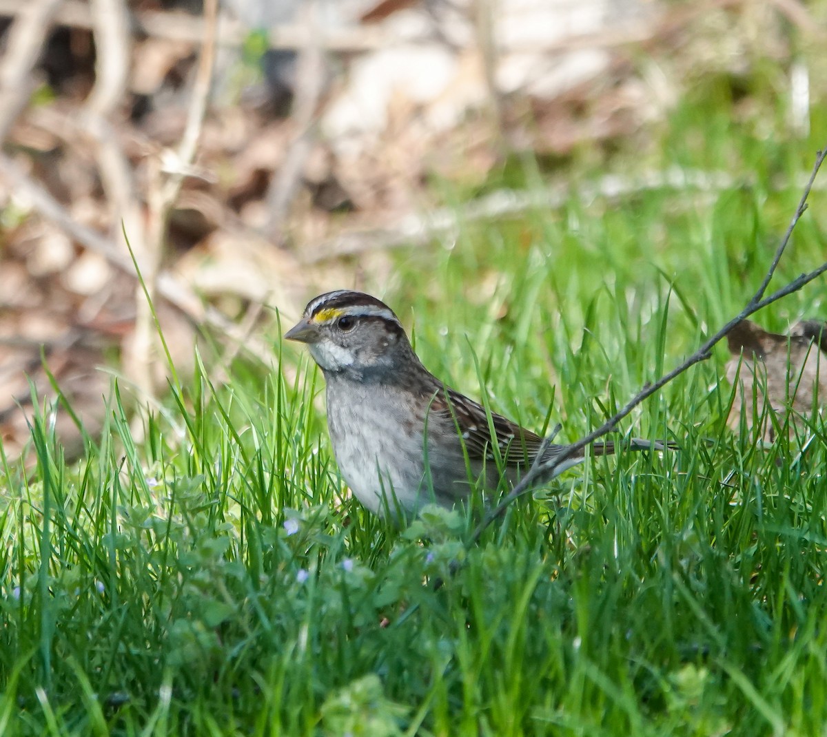 White-throated Sparrow - ML631925678