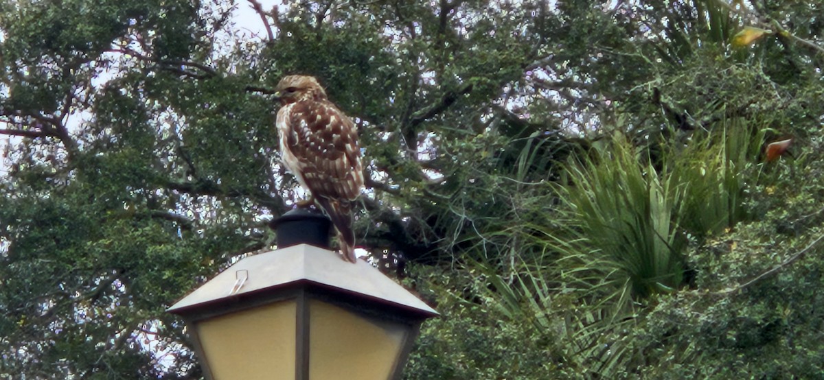Red-shouldered Hawk - ML631925679