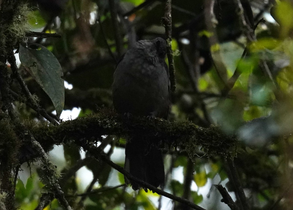 Scimitar-winged Piha - ML631925680