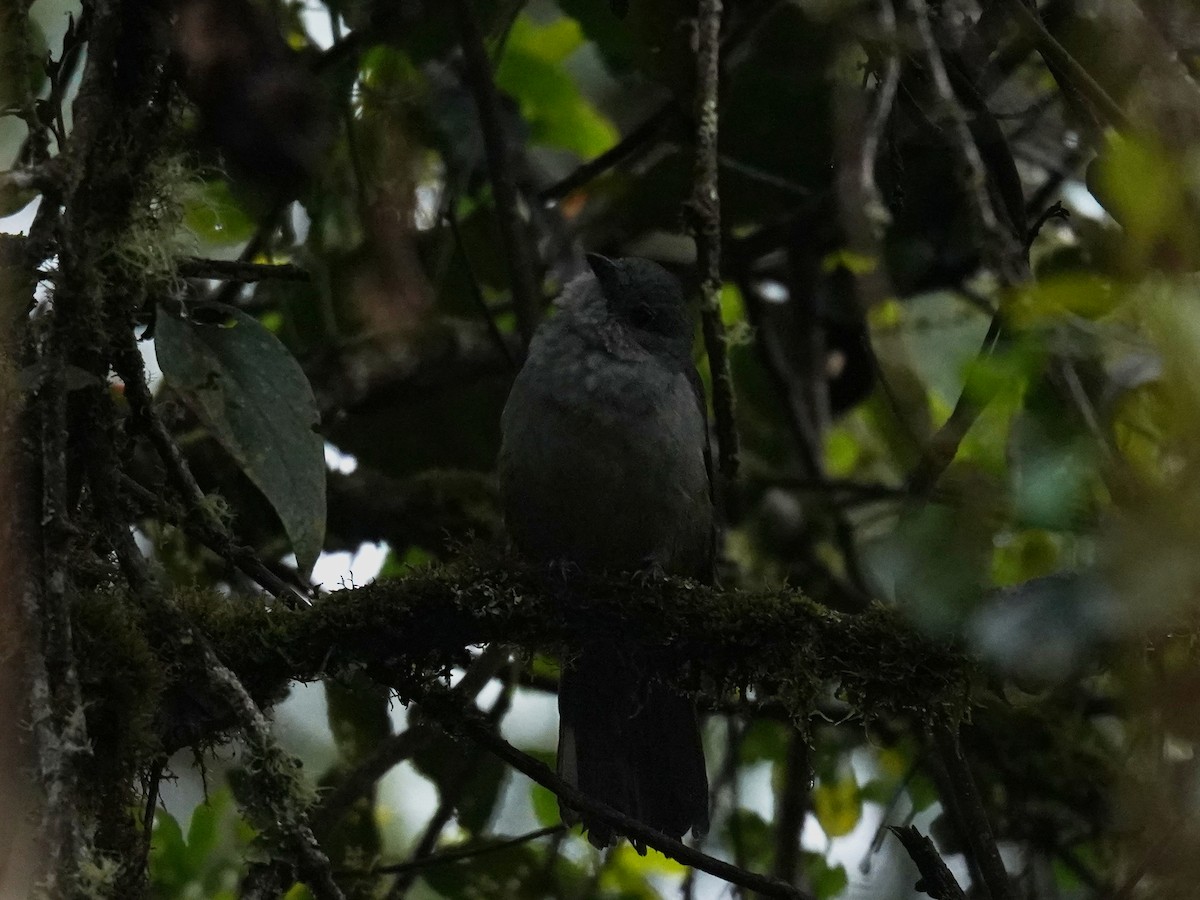 Scimitar-winged Piha - ML631925682