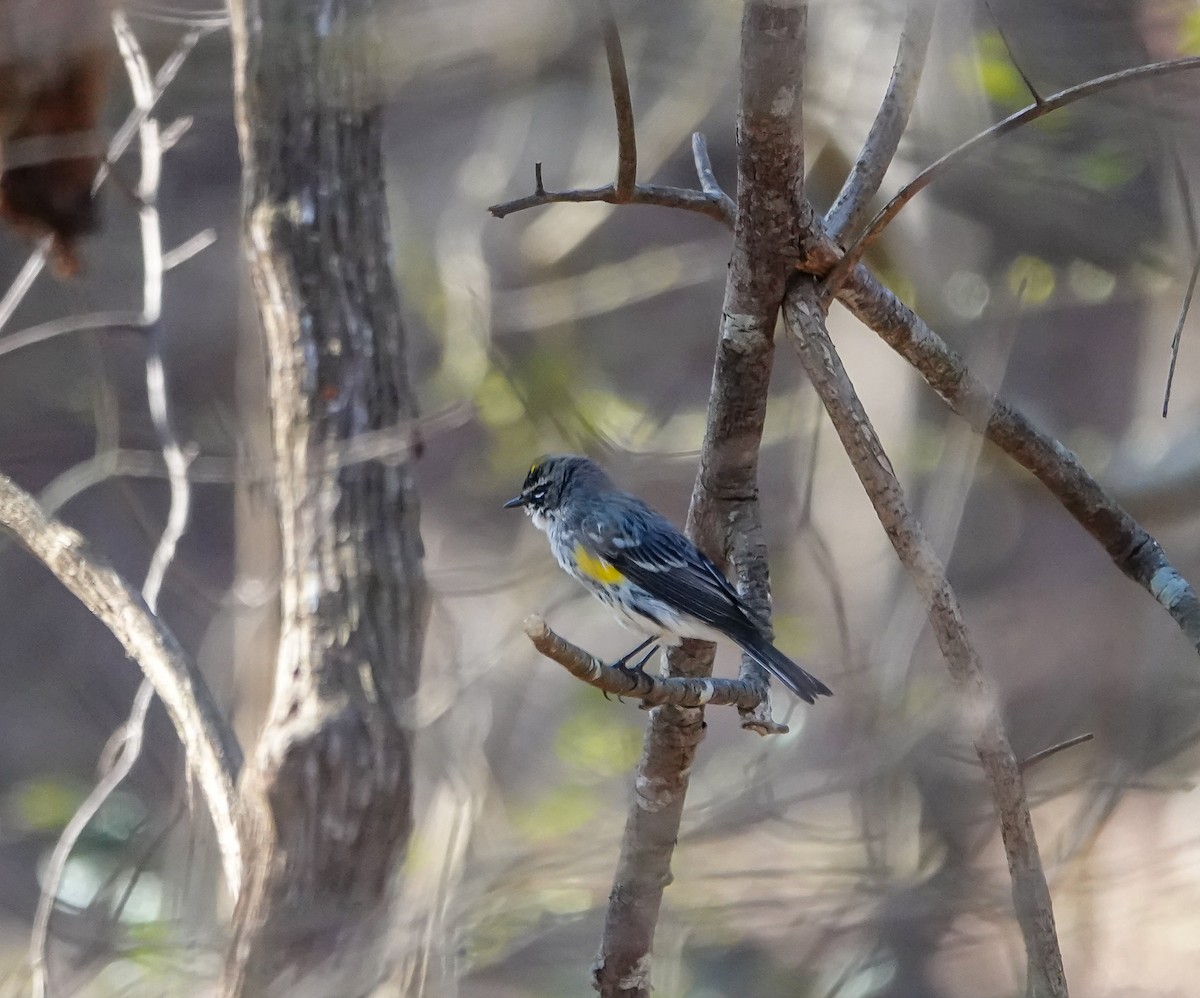 Yellow-rumped Warbler - ML631925683