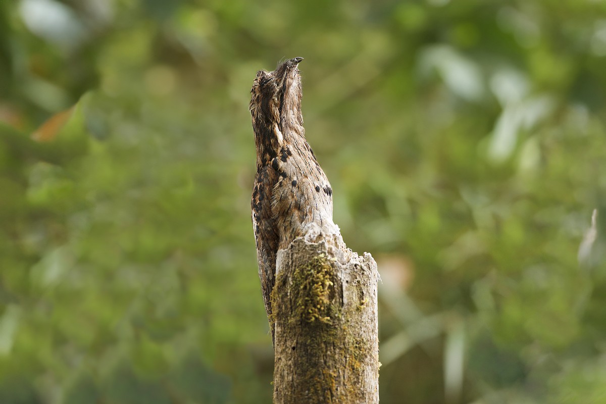 Common Potoo - ML631925709