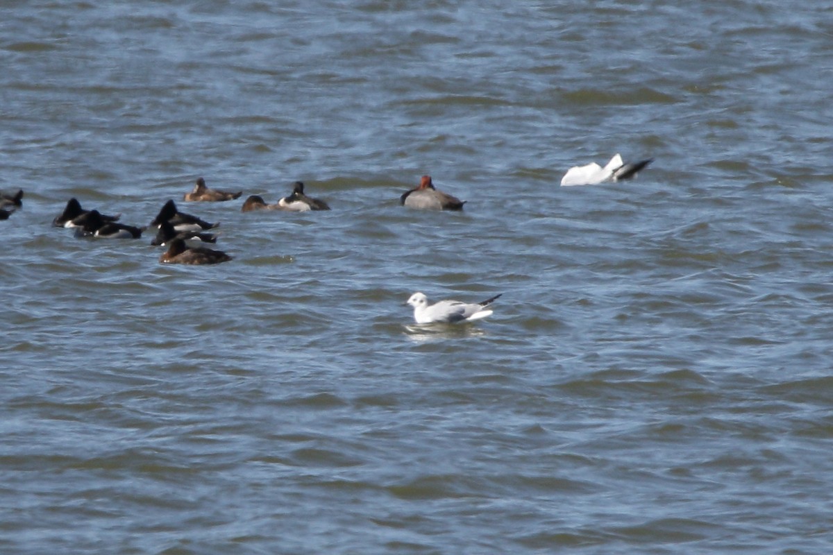Bonaparte's Gull - ML631925730