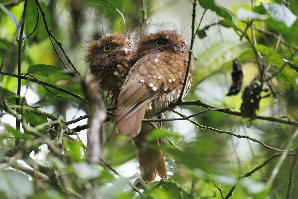 Sumatran Frogmouth - ML631925853