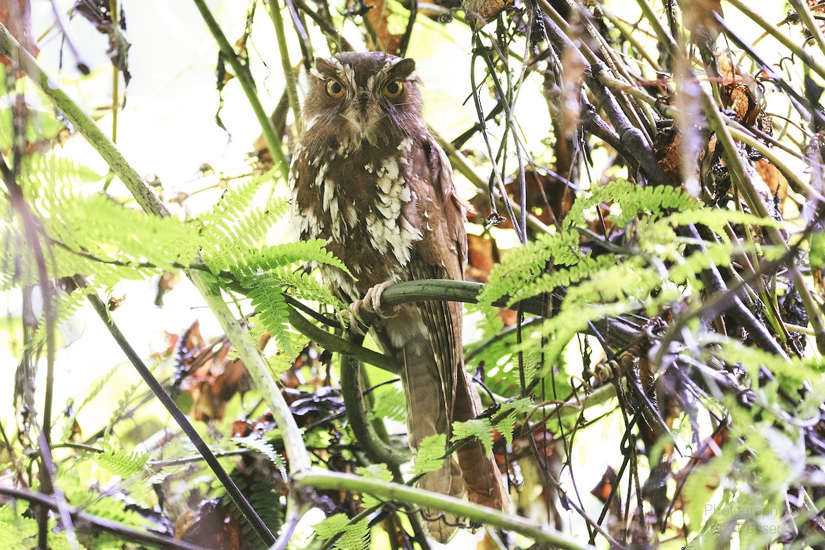 Feline Owlet-nightjar - ML631926067