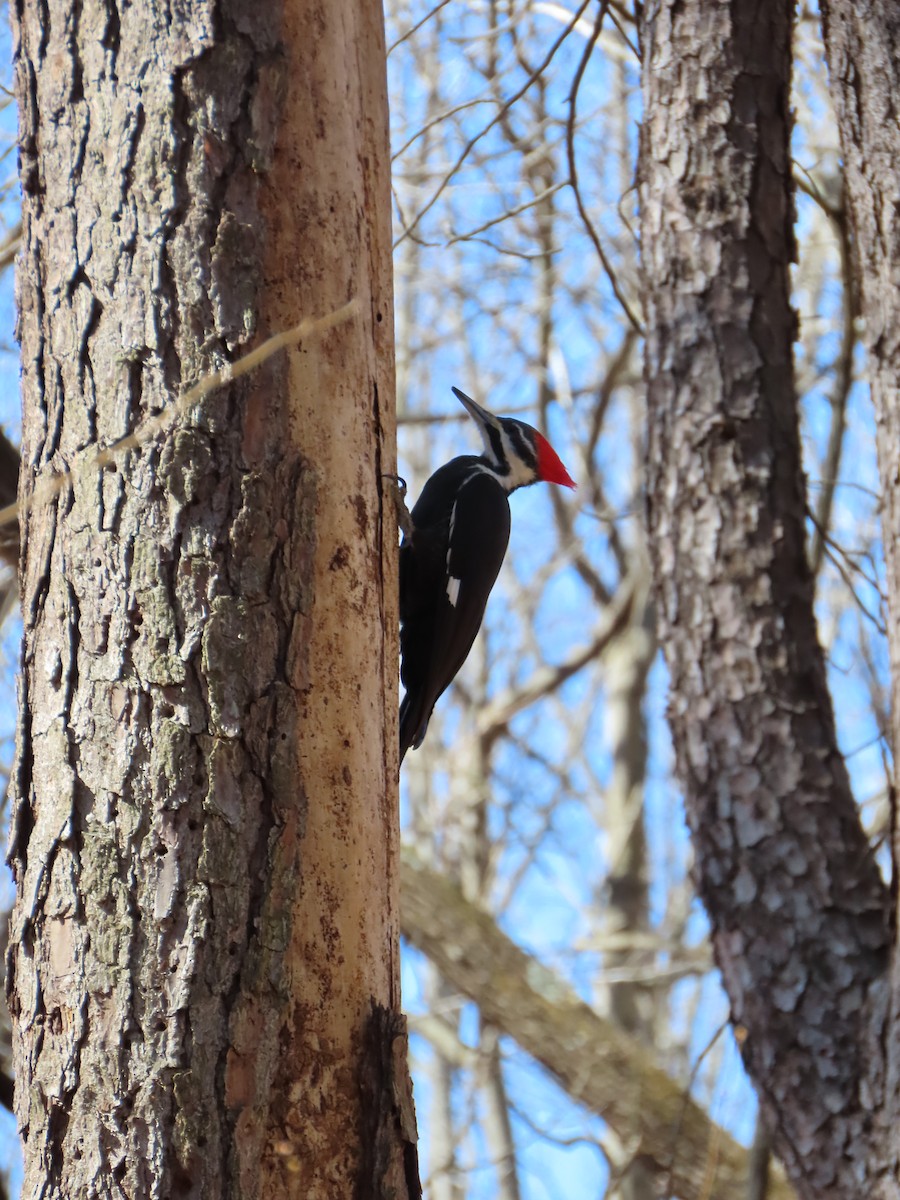 Pileated Woodpecker - ML631926112