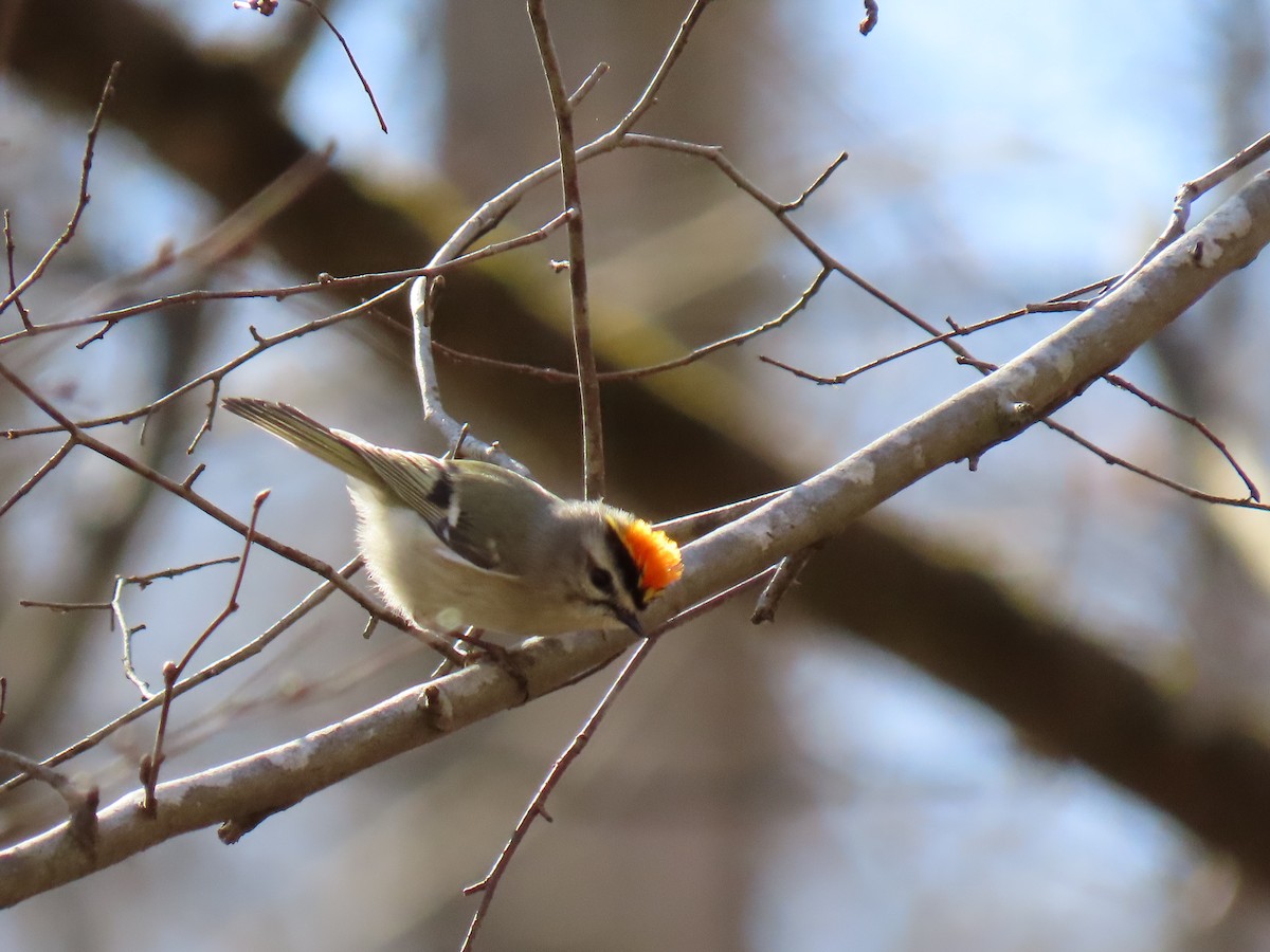 Golden-crowned Kinglet - ML631926166