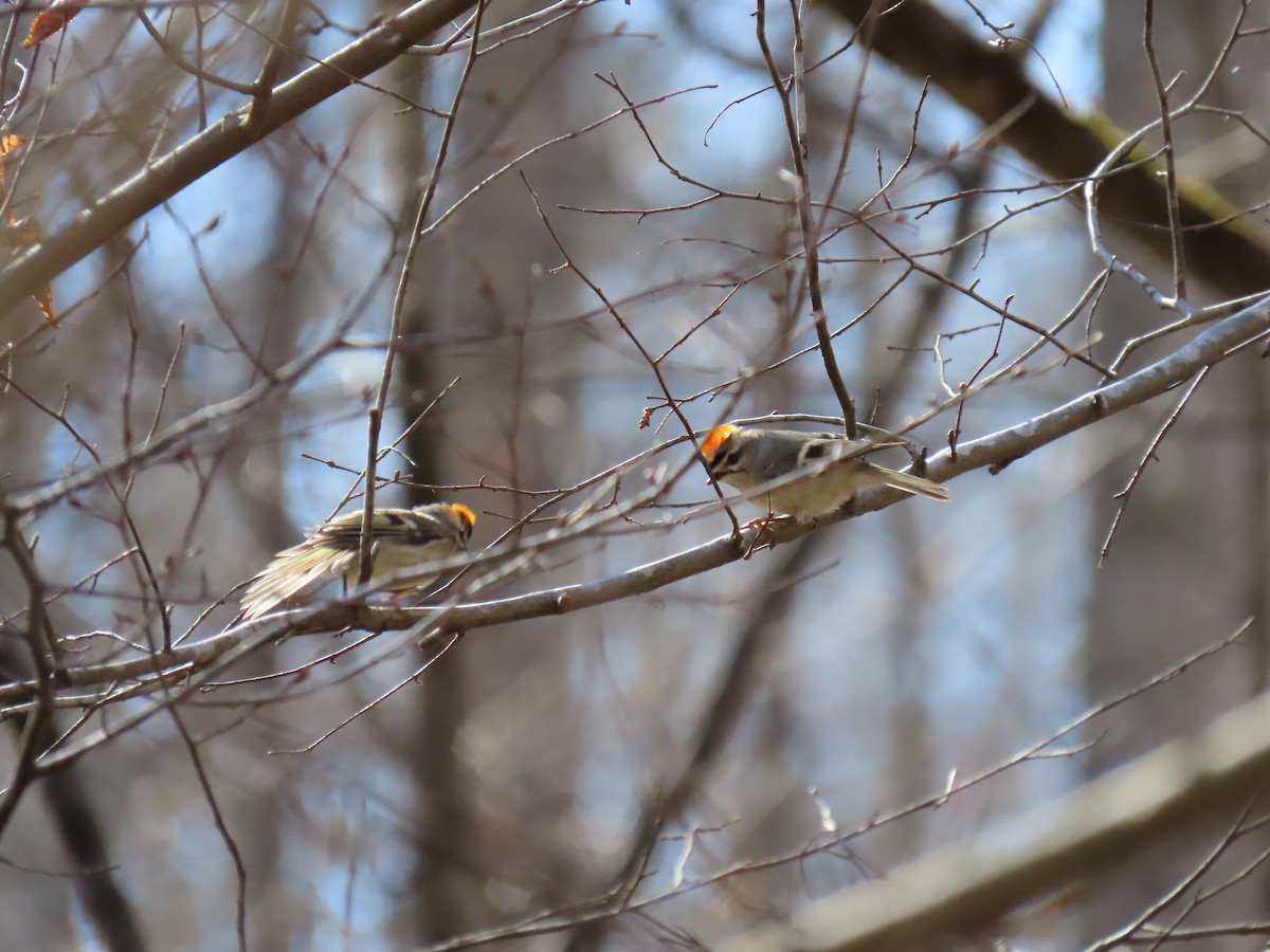 Golden-crowned Kinglet - ML631926198