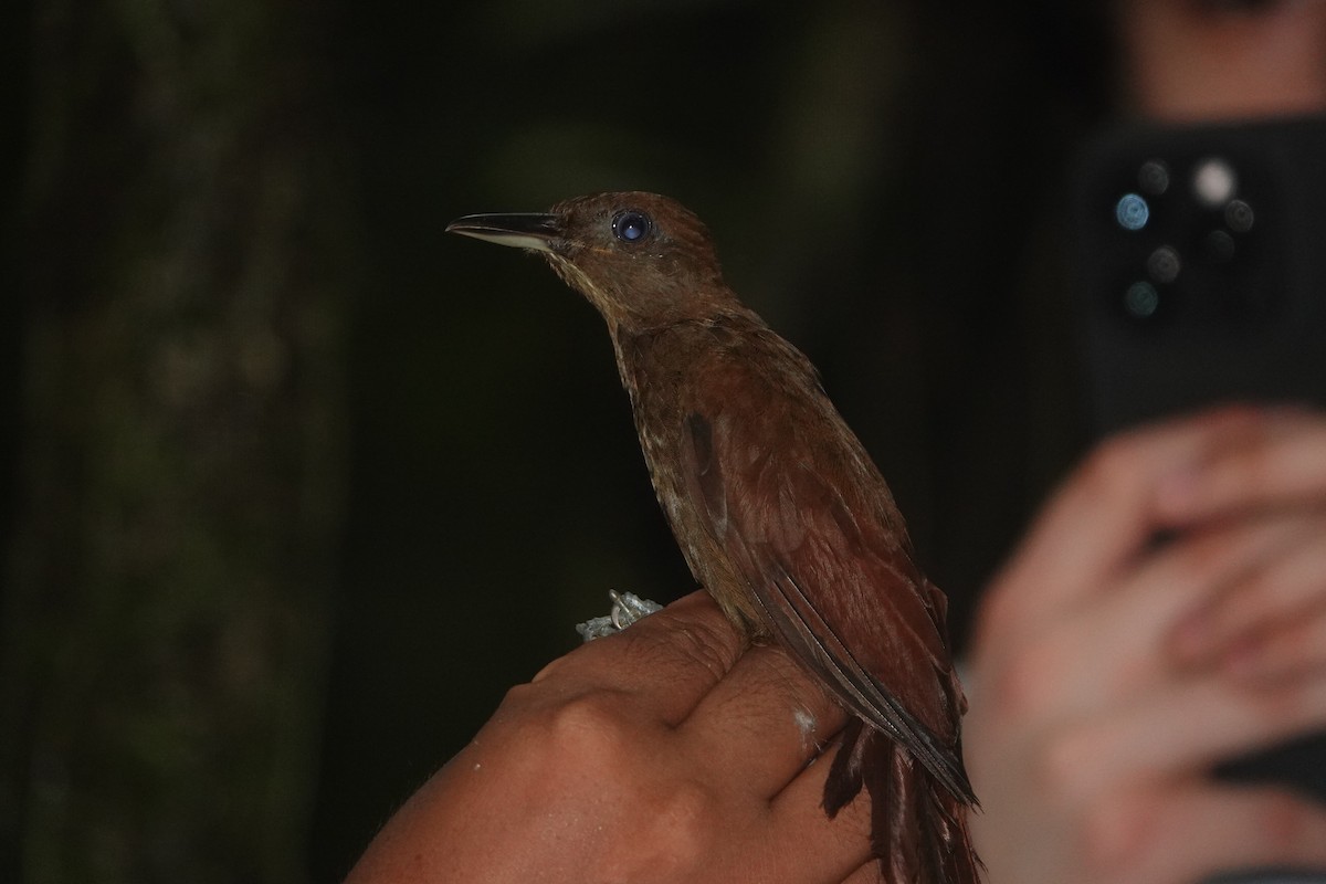 White-chinned Woodcreeper - ML631926204