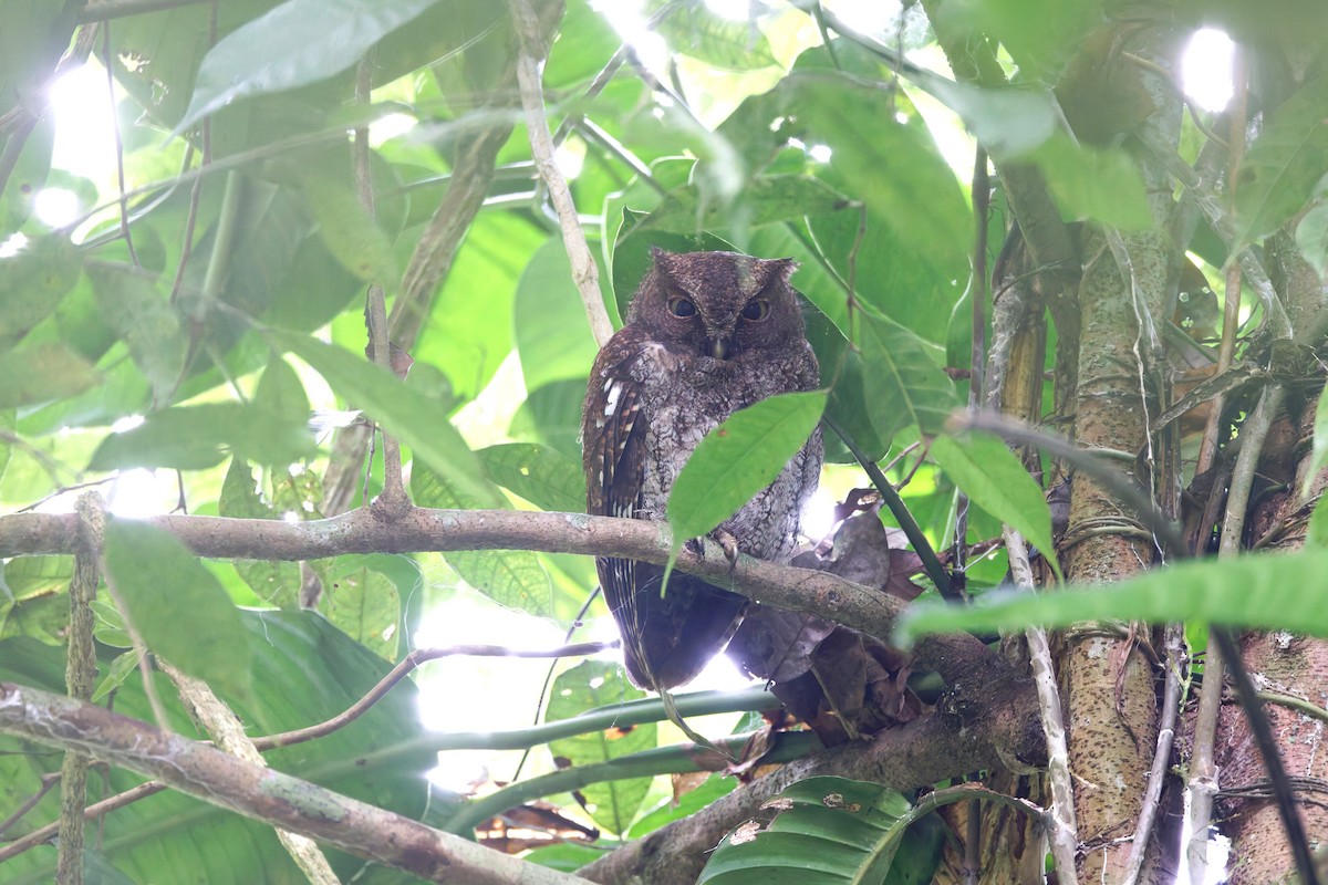 Choco Screech-Owl - ML631926384