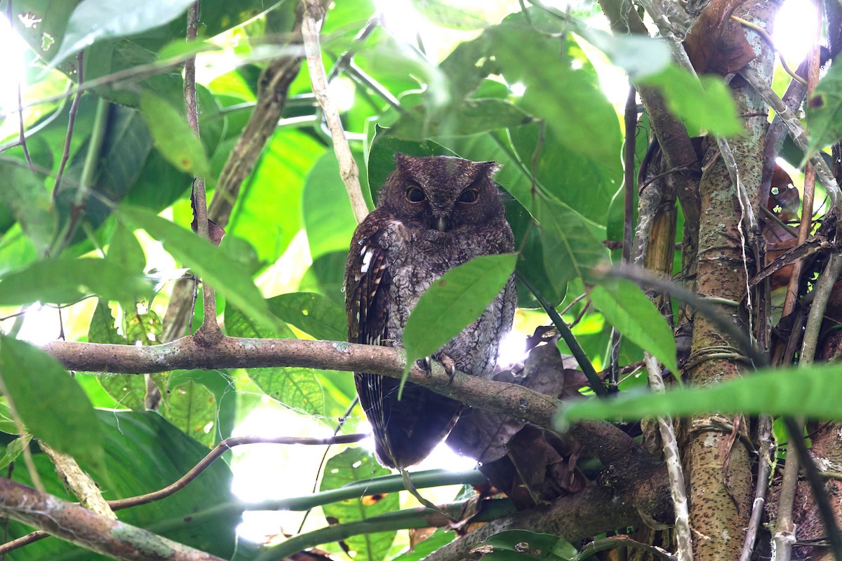 Choco Screech-Owl - ML631926386