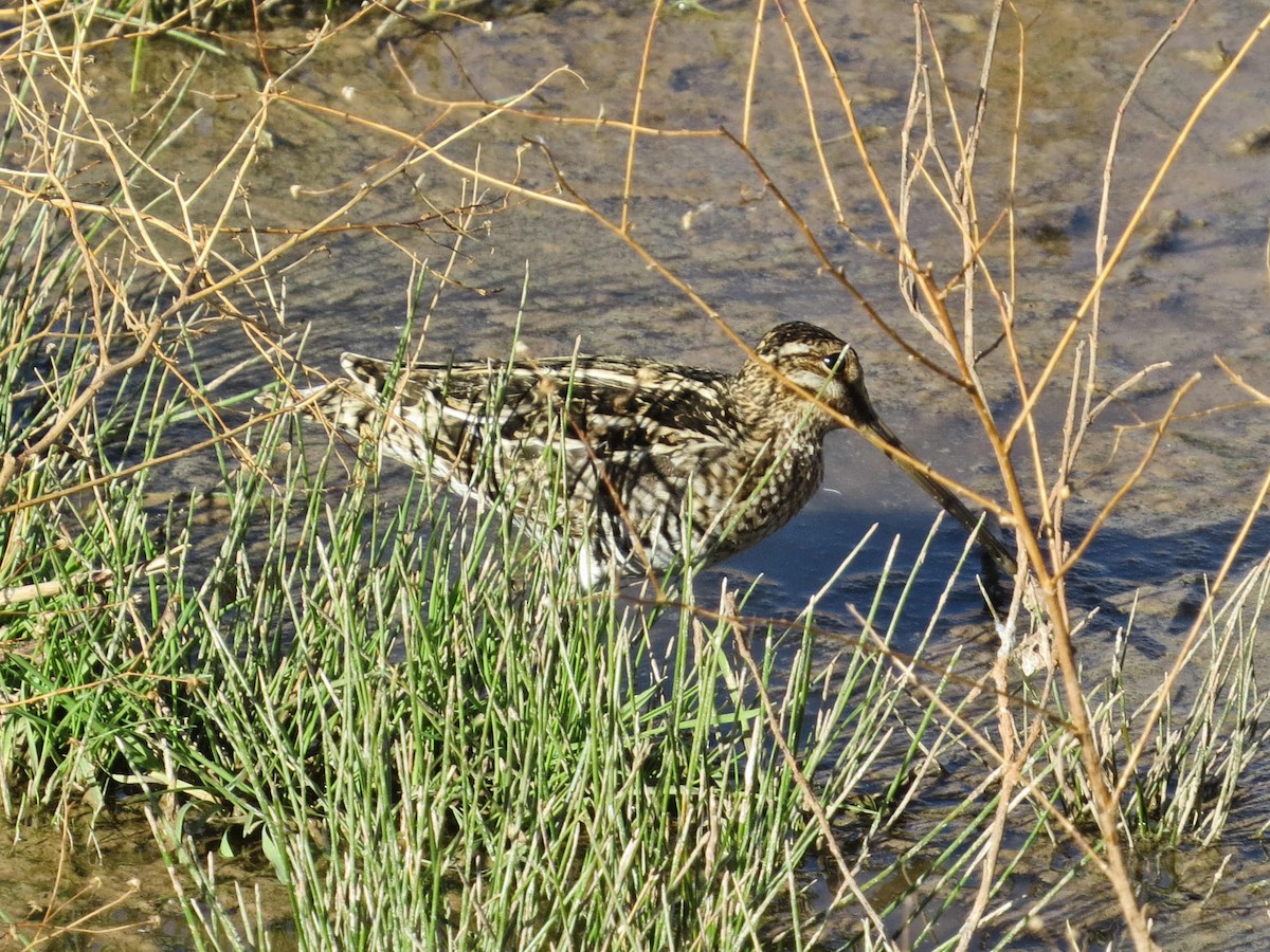 Wilson's Snipe - ML631926488