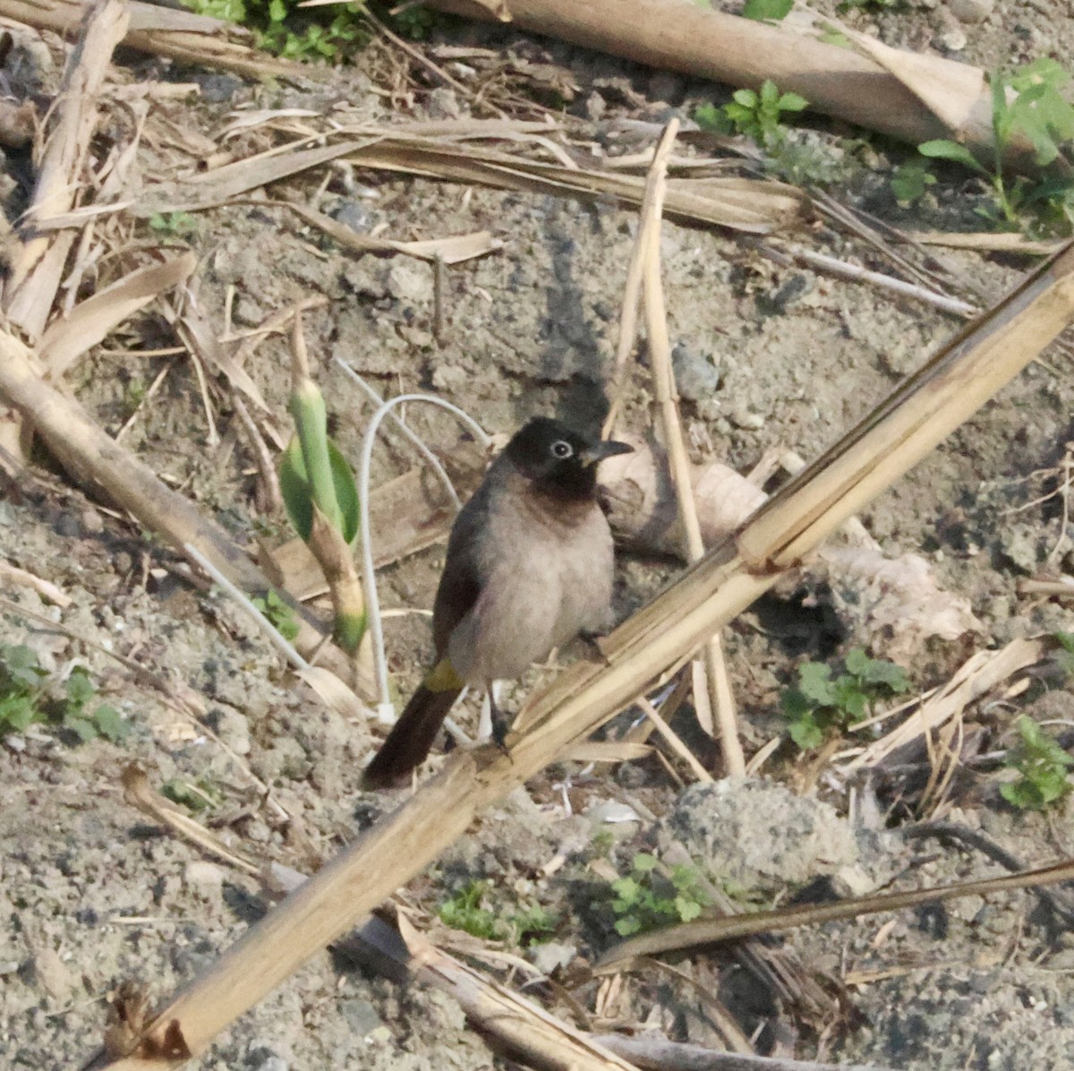 White-spectacled Bulbul - ML631926502