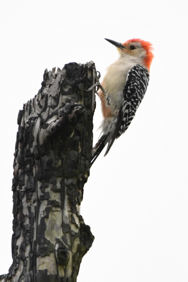 Red-bellied Woodpecker - ML631926509