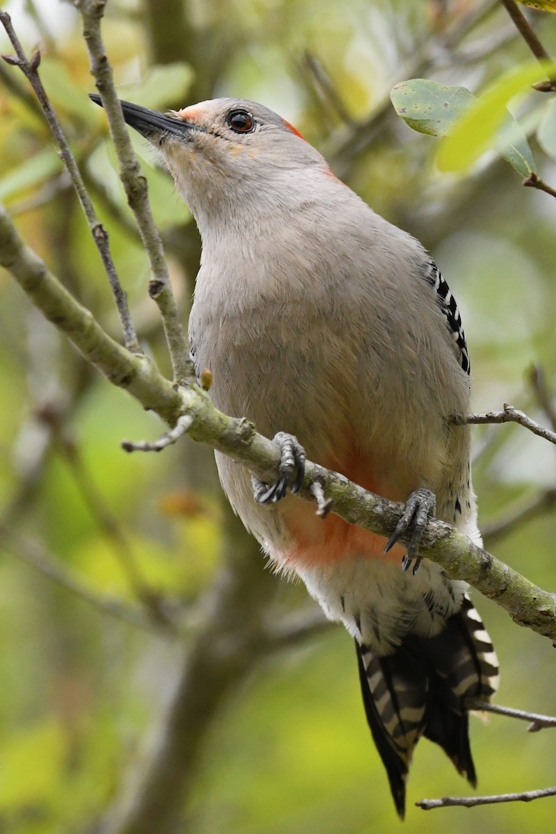 Red-bellied Woodpecker - ML631926510
