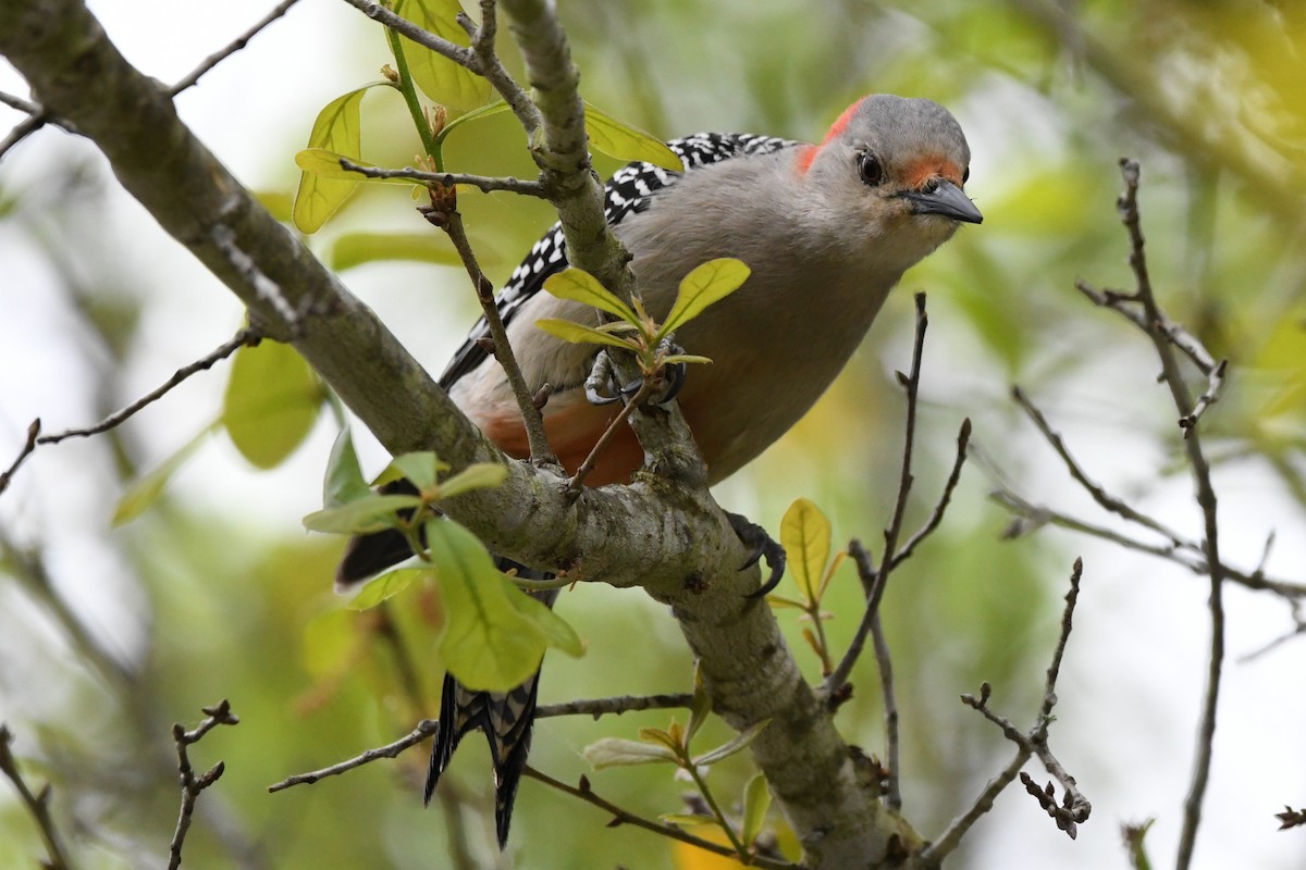 Red-bellied Woodpecker - ML631926511