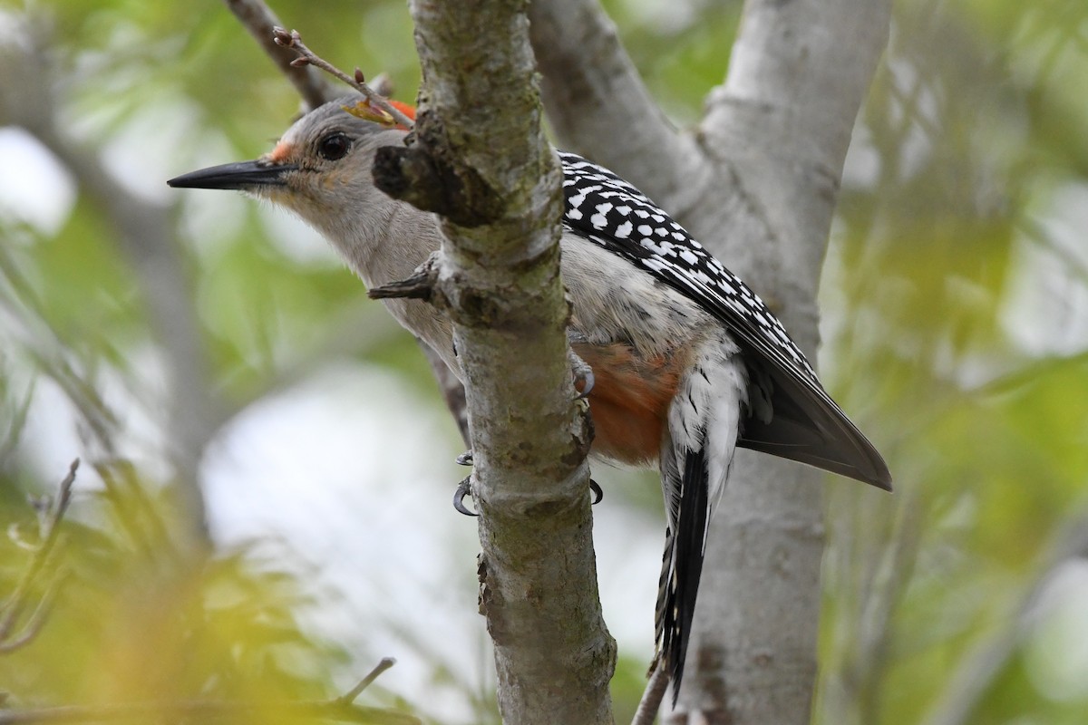 Red-bellied Woodpecker - ML631926512