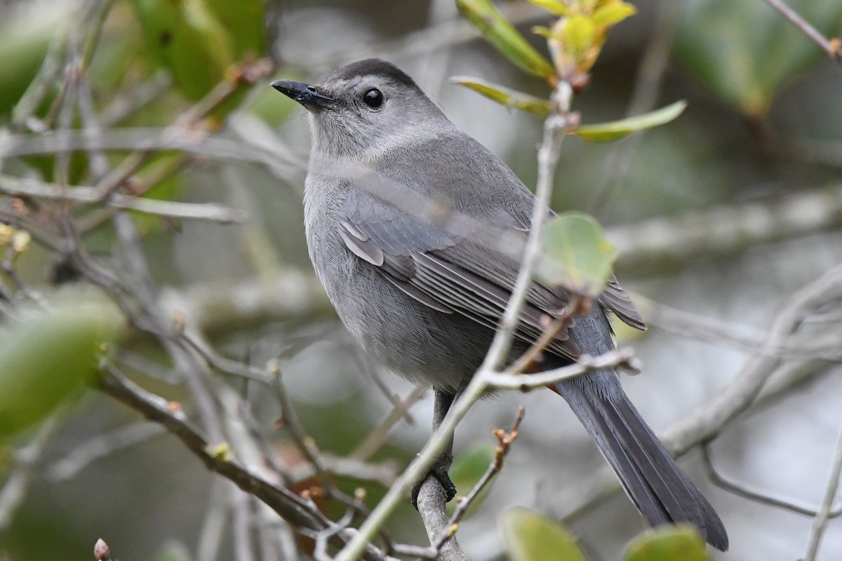 Gray Catbird - ML631926624