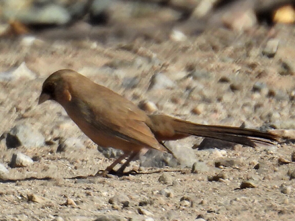 Abert's Towhee - ML631926658