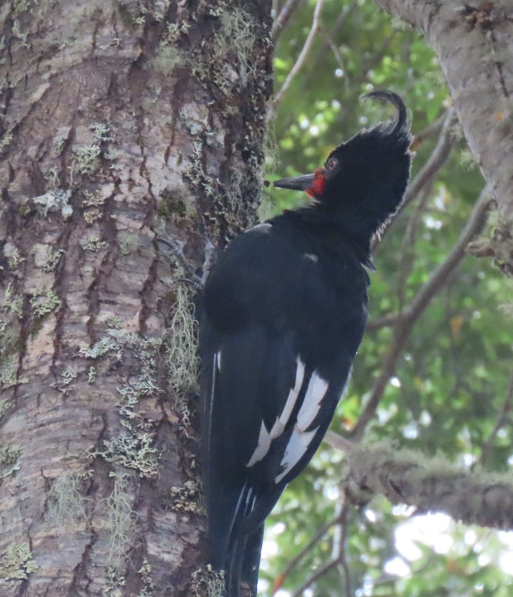 Magellanic Woodpecker - ML631926677