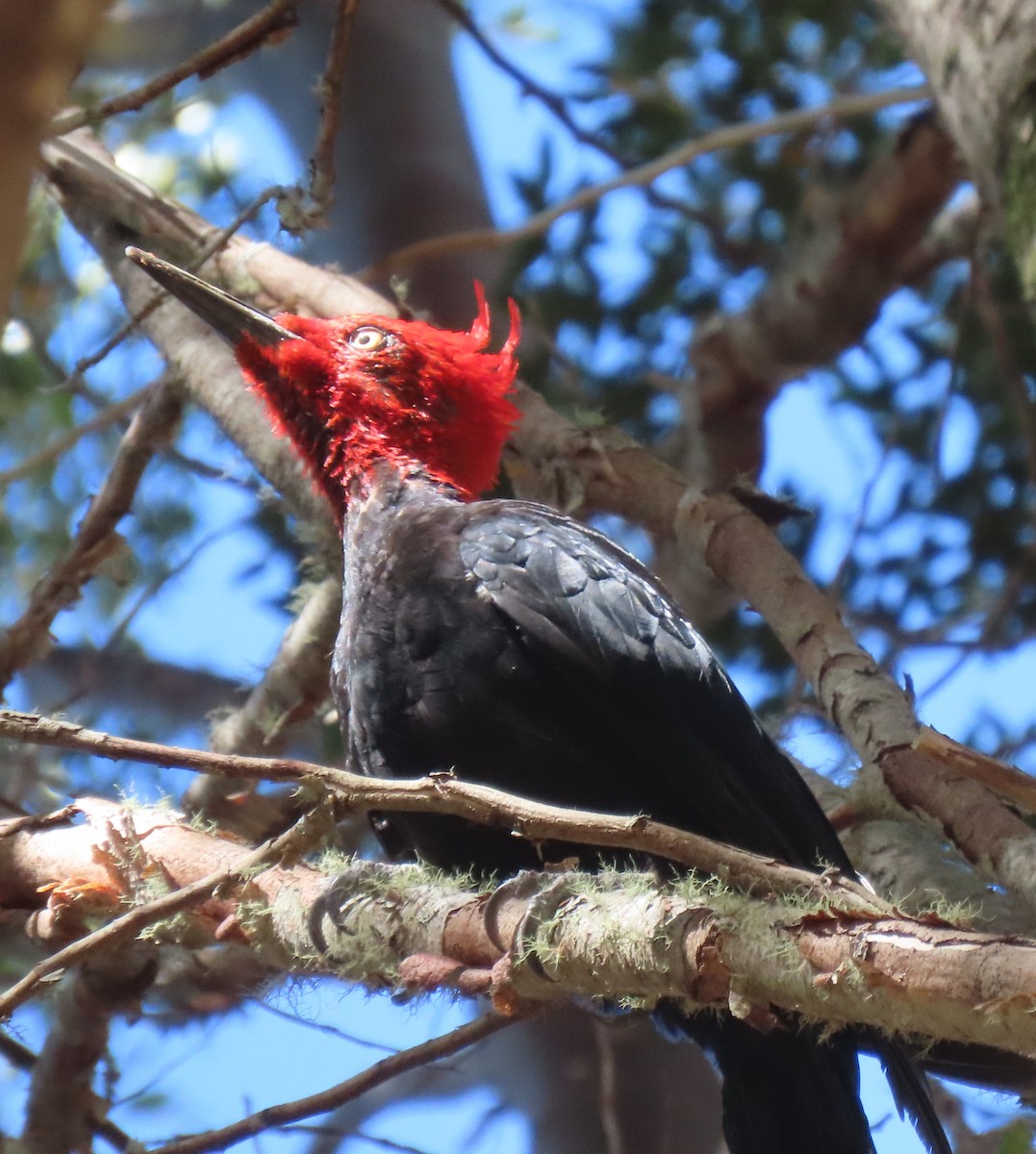 Magellanic Woodpecker - ML631926679